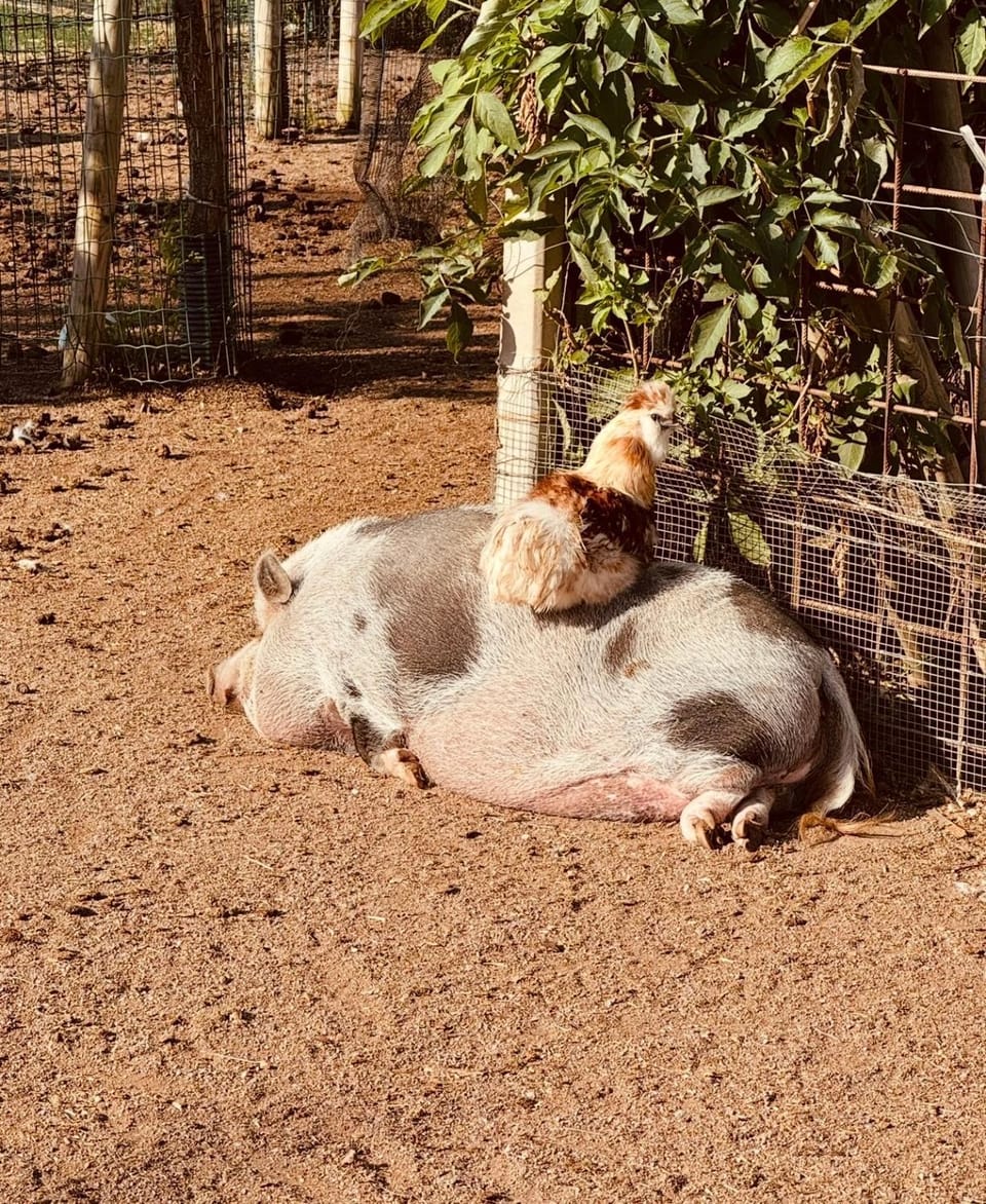 Day, Animals, Pets