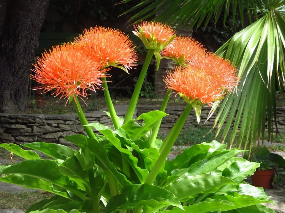 Garden, Garden view