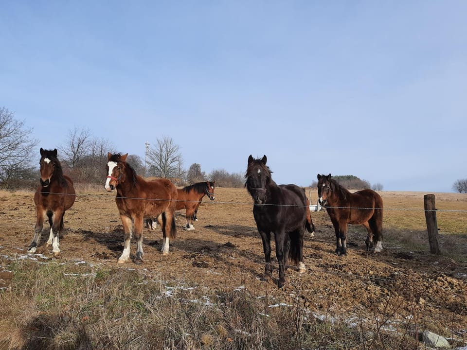 Horse-riding