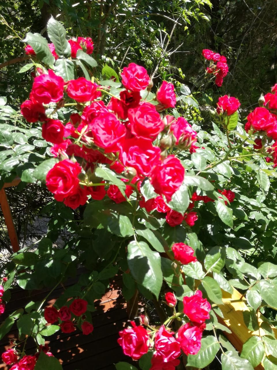Cabaña de troncos Willow House in Mar de las Pampas