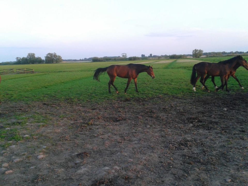 Animals