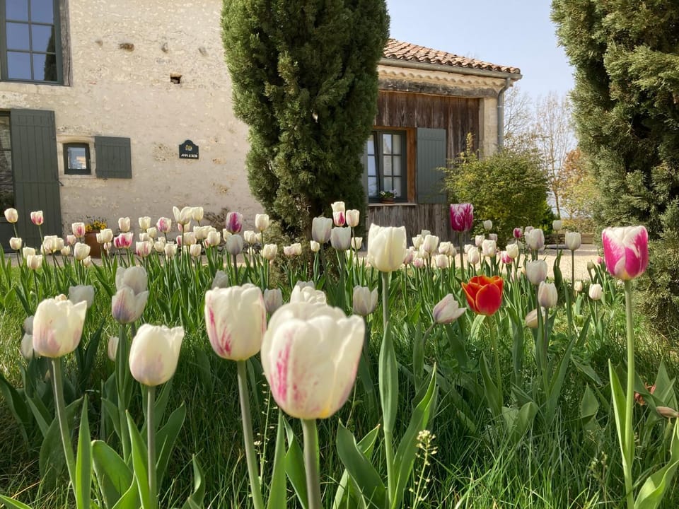 Spring, Garden, Garden view