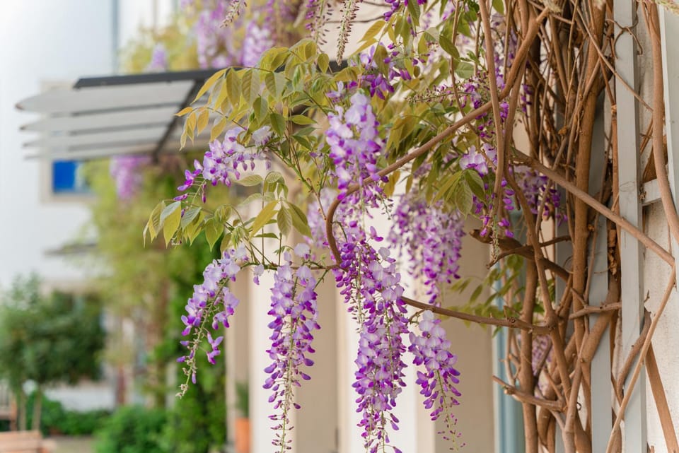 Garden, Garden, Garden view