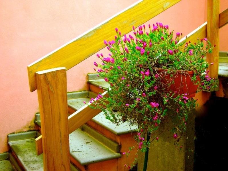 Garden, Garden view