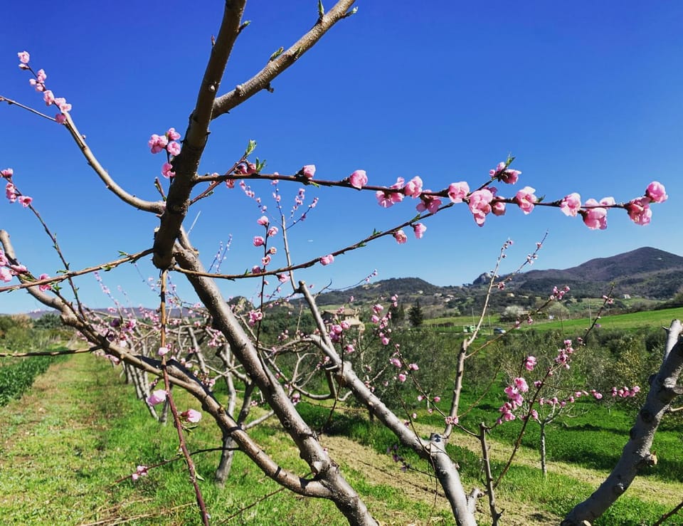 Spring