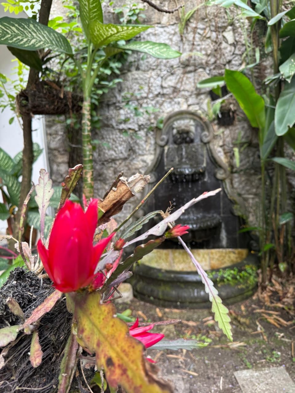 Hotel Magnolia cuetzalan Hotel in Cuetzalan