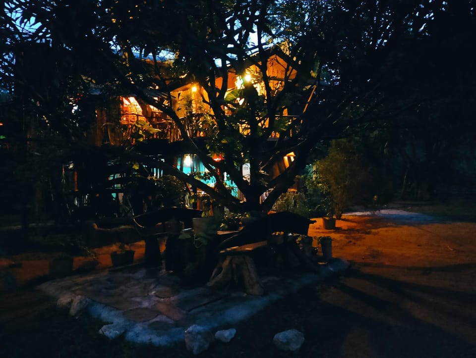 Night, Natural landscape, Garden, Garden view, group of guests