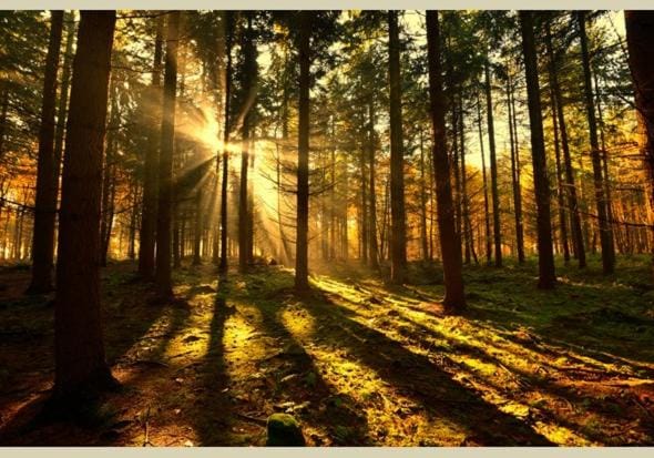 Natural landscape