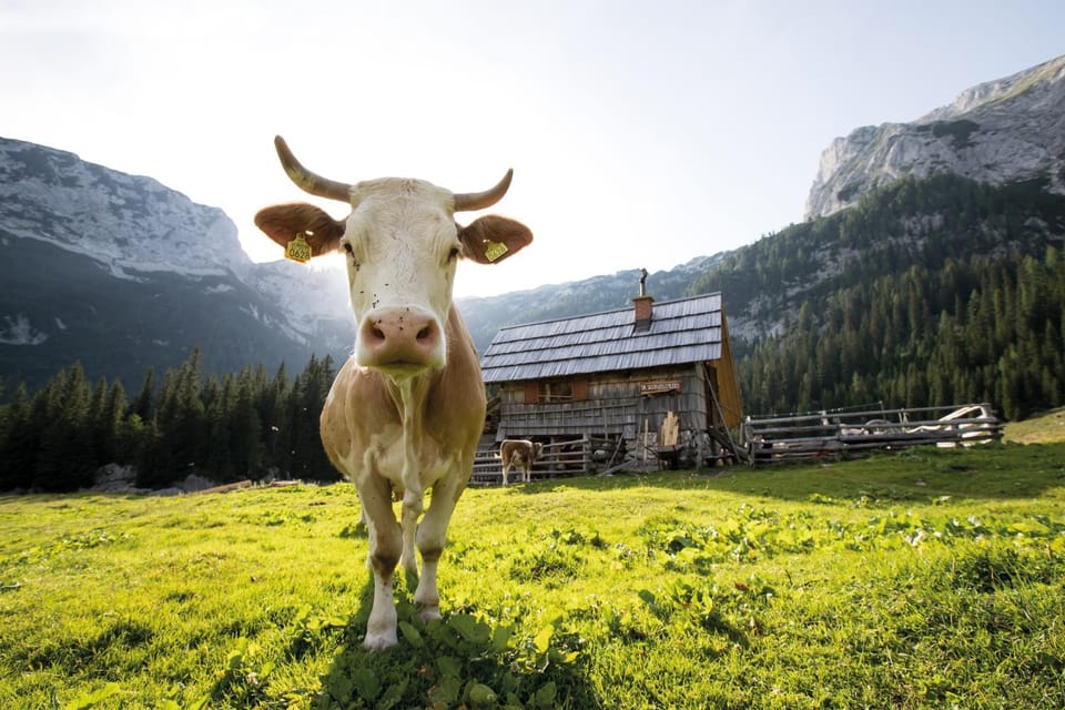 Day, Summer, Animals, On site, Pets
