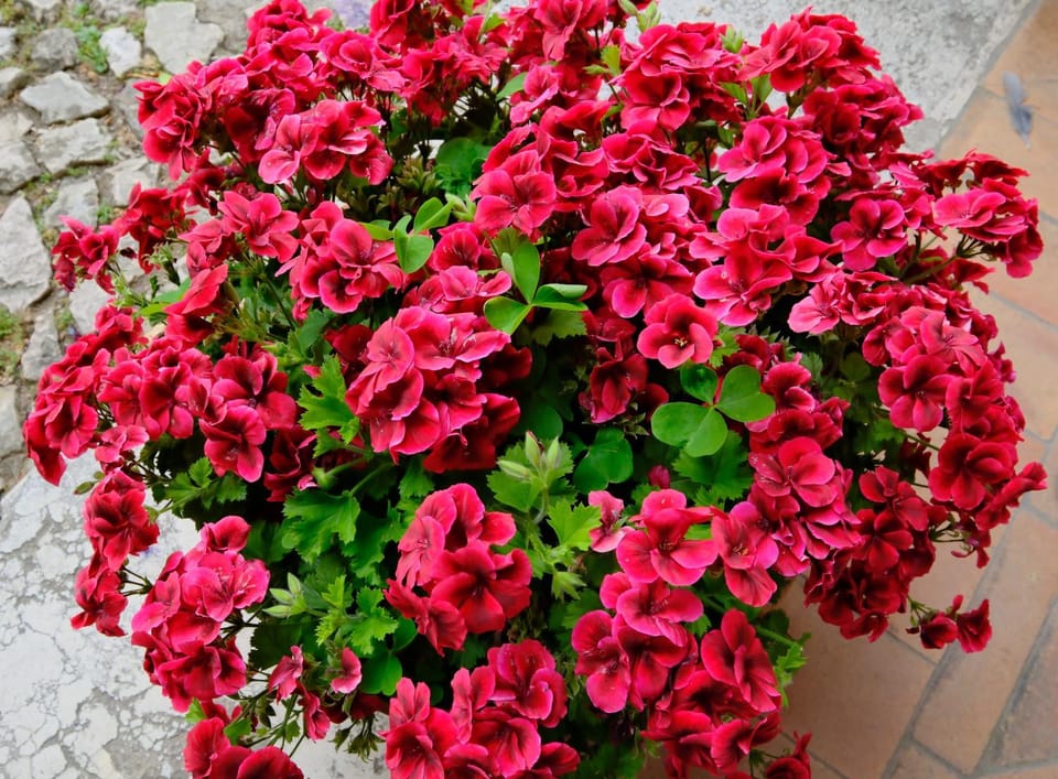 Luxury B&B Charlemagne Bed and Breakfast in Salerno