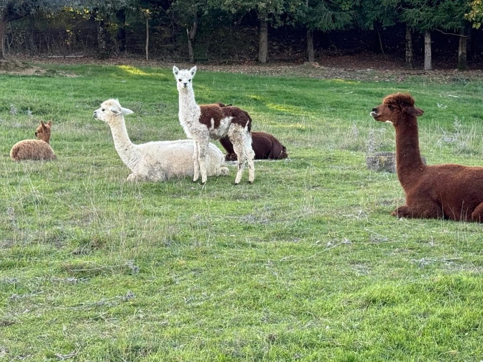 Bio Agriturismo Olivastrella Farm Stay in Umbria