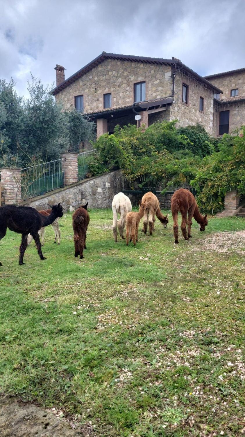 Bio Agriturismo Olivastrella Farm Stay in Umbria