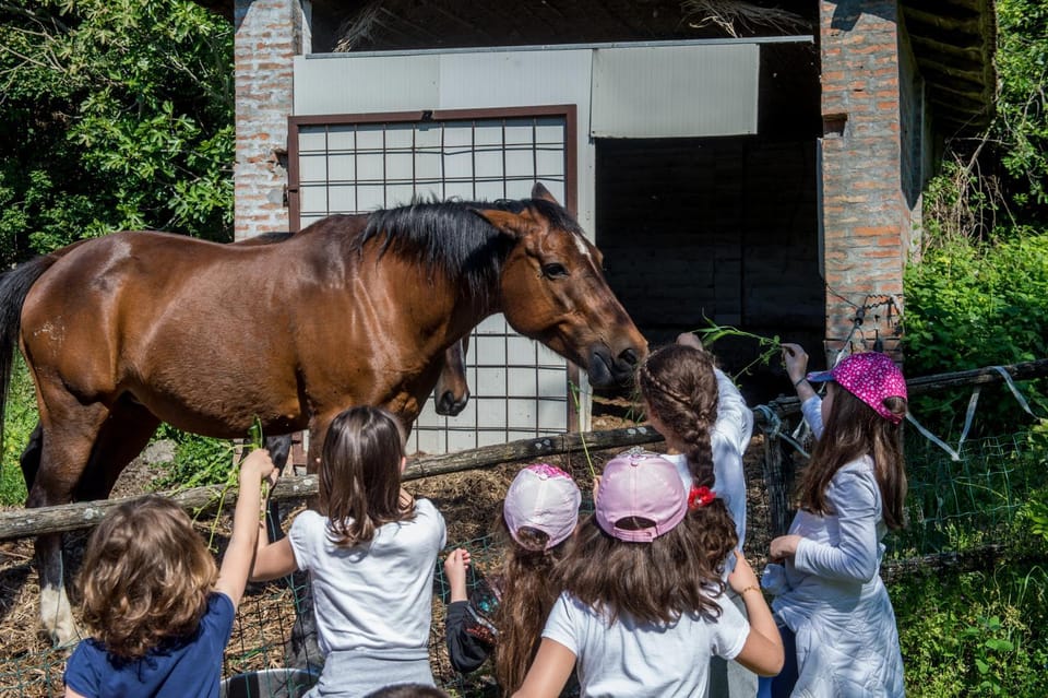 Pets, Area and facilities, Entertainment