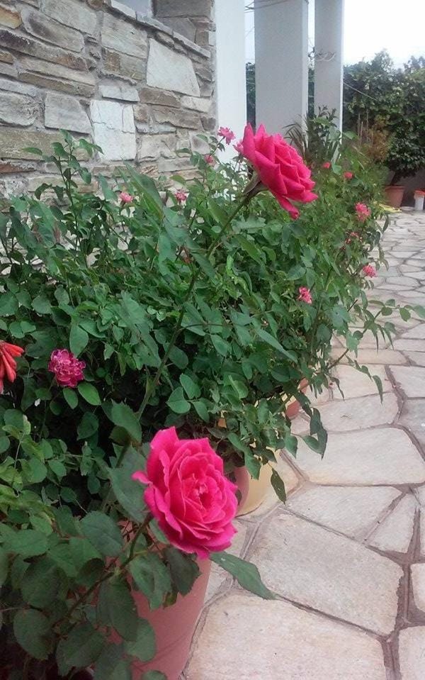 Garden view