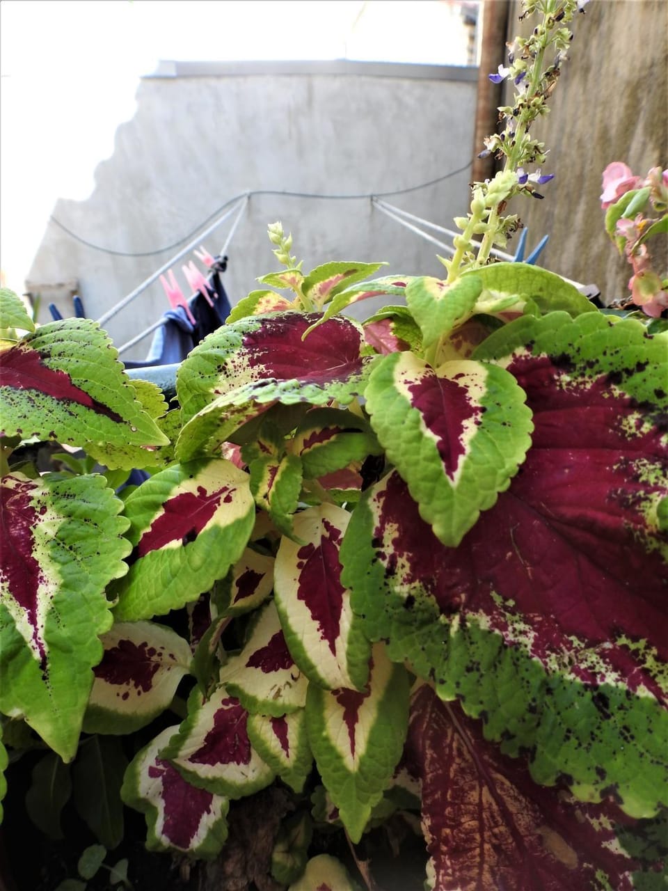Property building, Day, Garden view