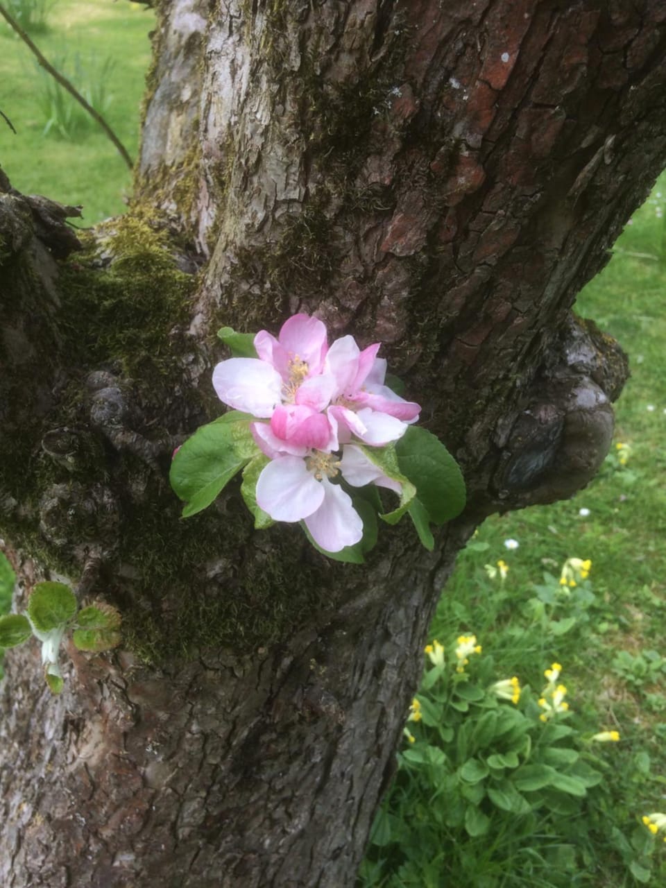 Spring, On site
