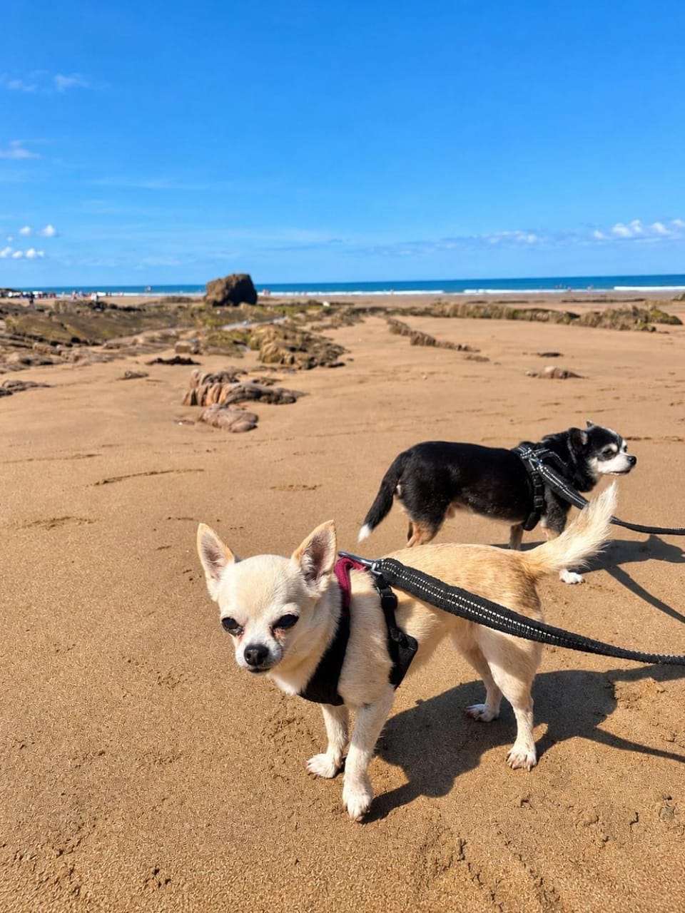 Day, Natural landscape, Beach, Pets
