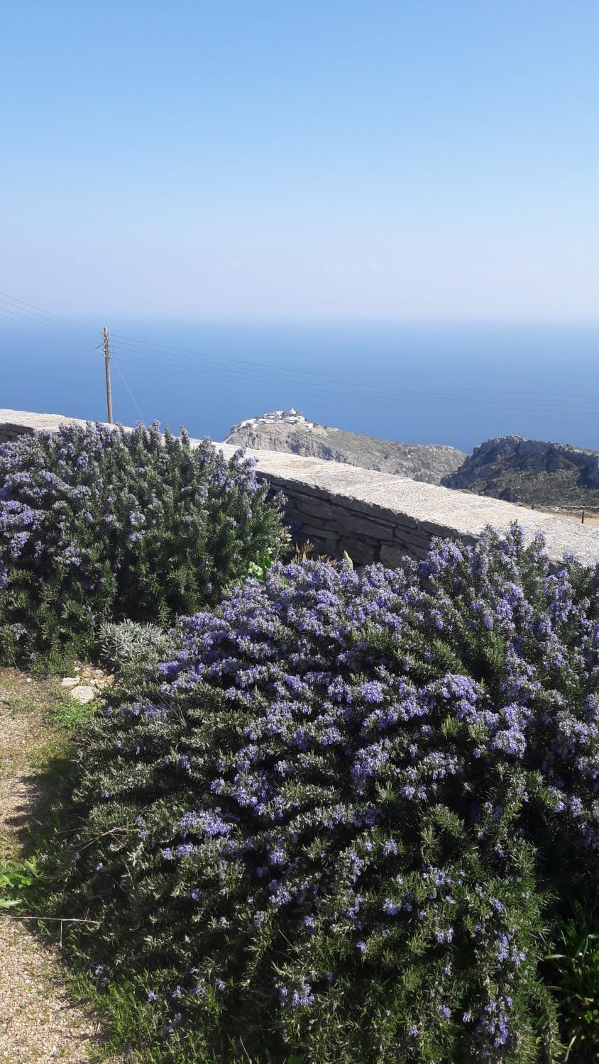 Garden, Sea view
