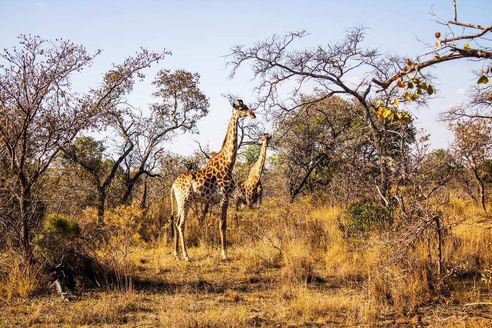Natural landscape, Animals