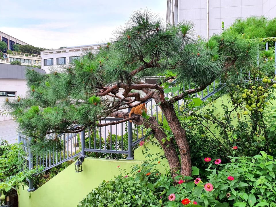 Property building, Spring, Garden