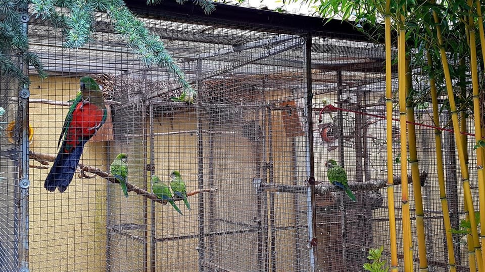 Animals