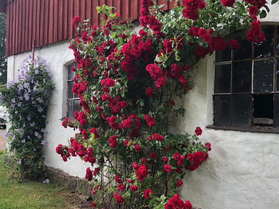 Garden, Garden view