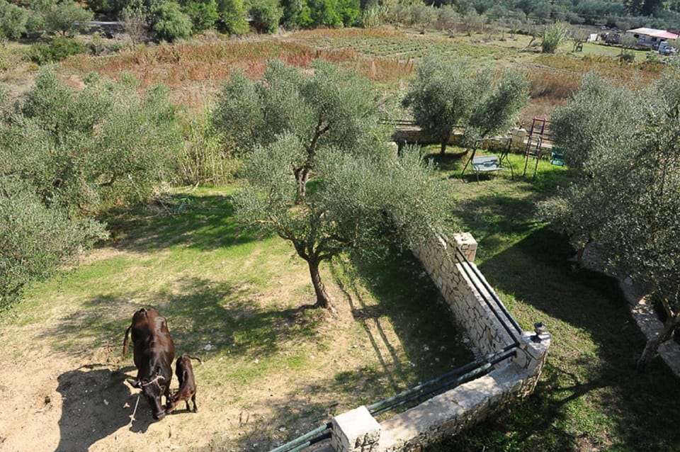 Natural landscape, Animals, Garden view