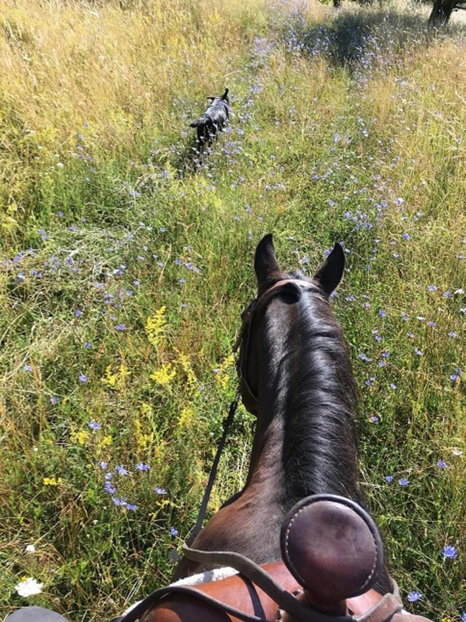 Horse-riding, Animals
