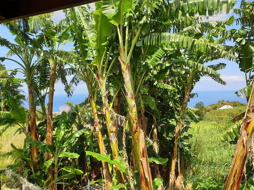 Day, Garden, View (from property/room), Sea view