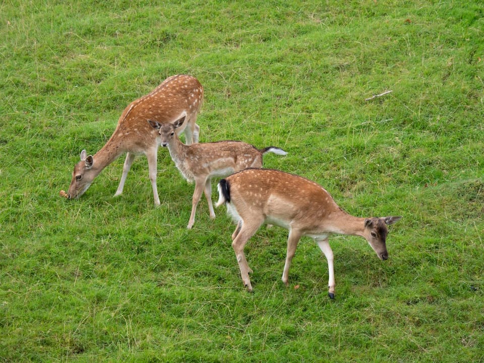 View (from property/room), Animals