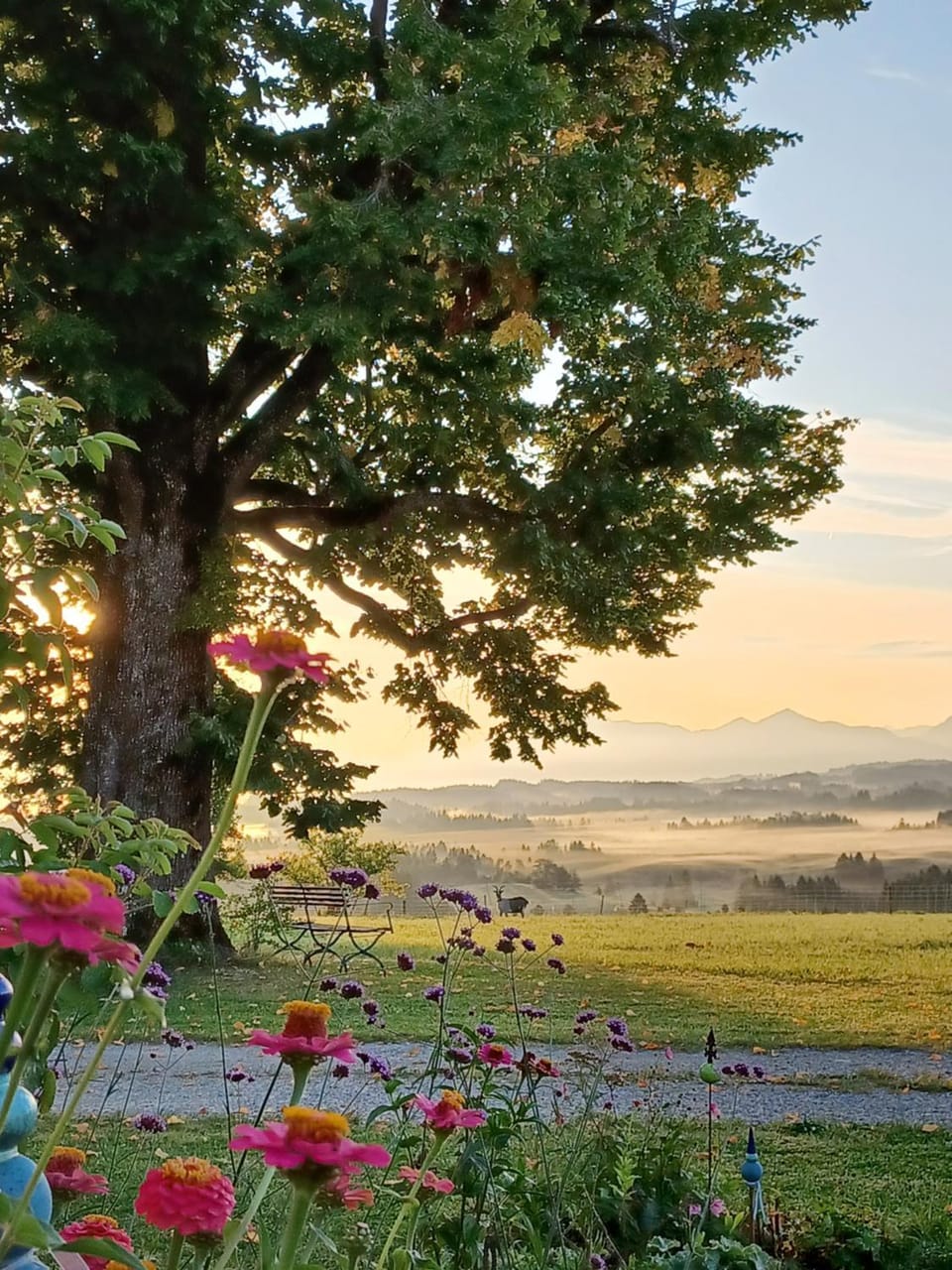 Natural landscape, Garden, Garden view, Sunrise