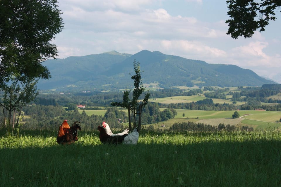Spring, Activities, Garden, Hiking, Hiking, Cycling, On site, Garden view, Mountain view