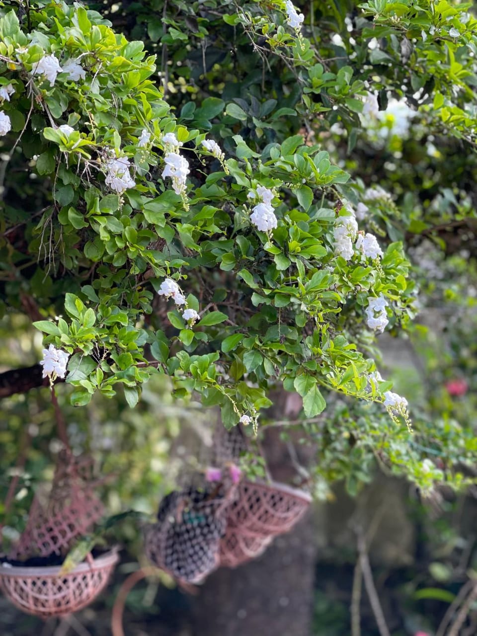 Avalon Grove Bed and Breakfast in Kerala