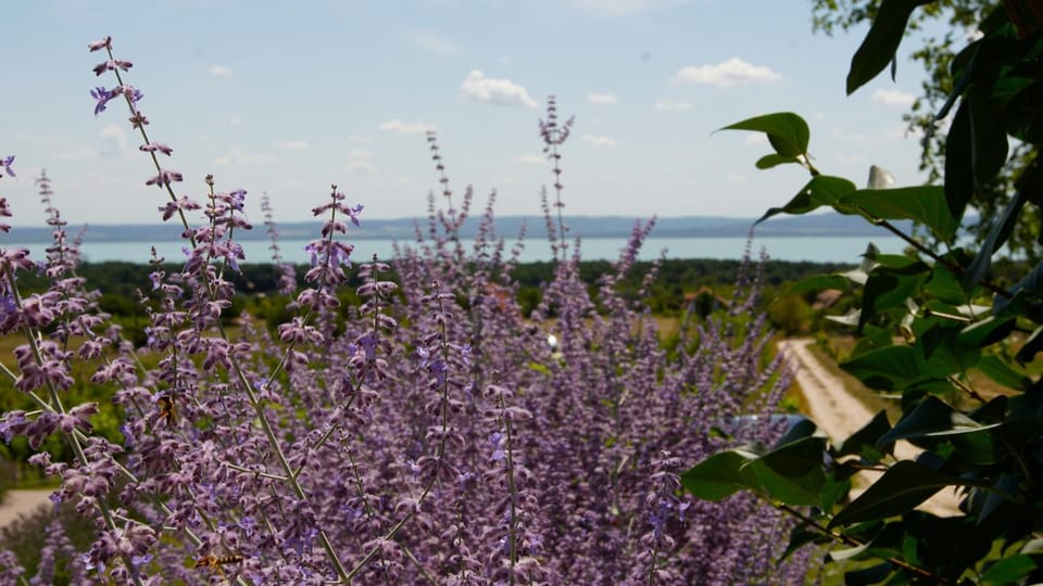 Garden, Balcony/Terrace, Lake view