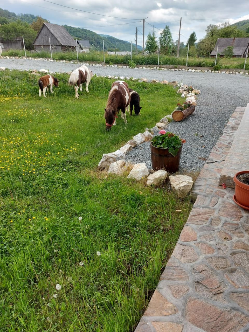 Pensiunea Muntele Gaina Farm Stay in Romania