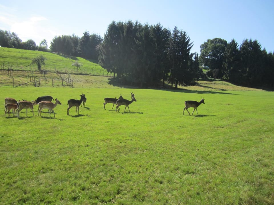 Animals