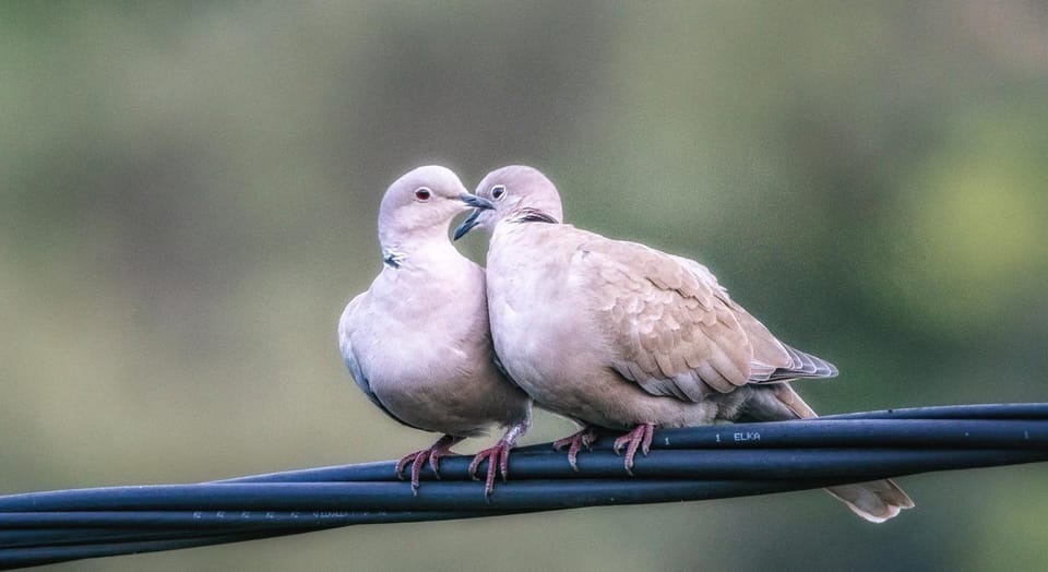 Villa Marin Apartment in Dubrovnik-Neretva County