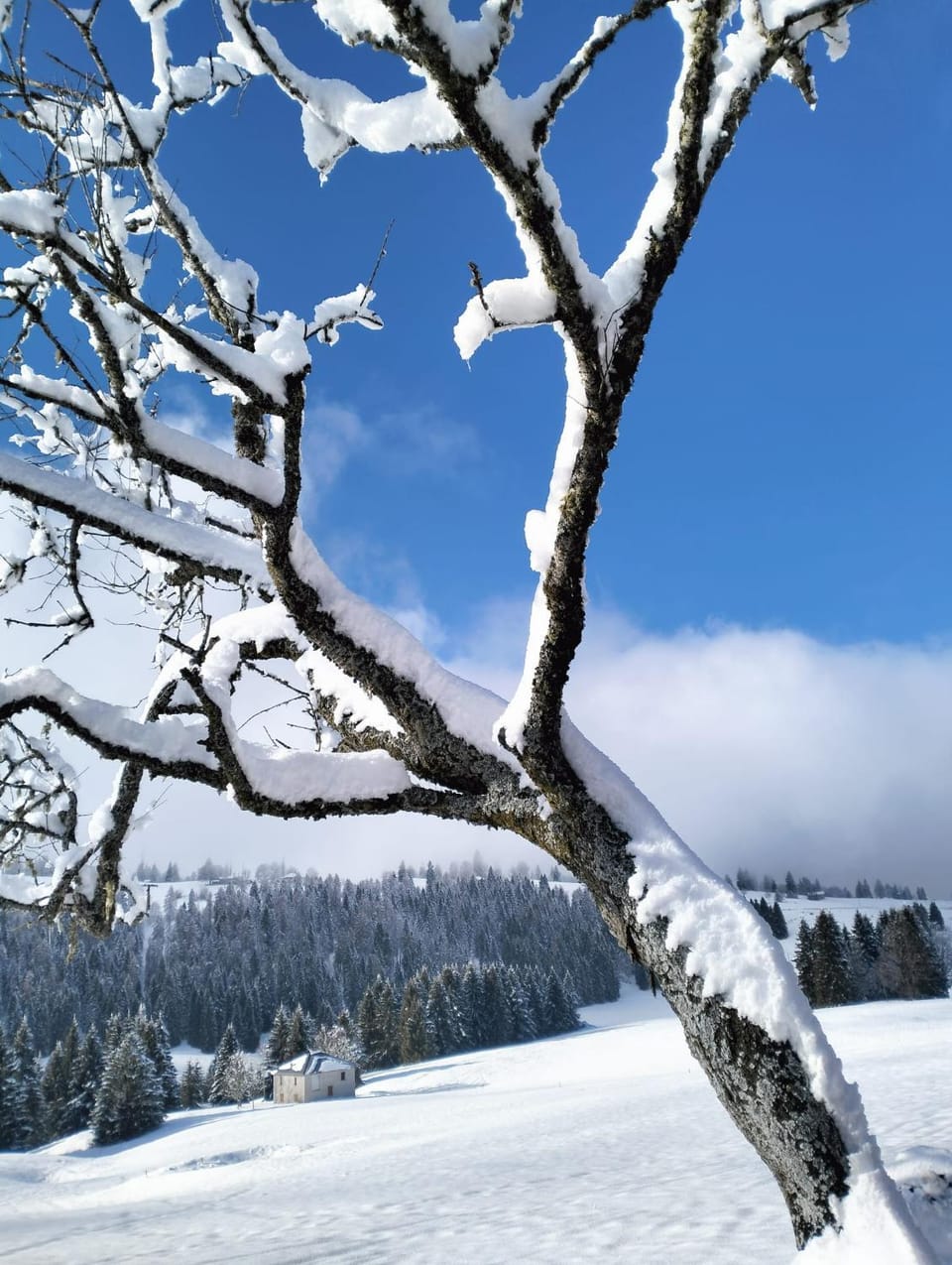 Chalet Maso Pino Chalet in Trentino-South Tyrol
