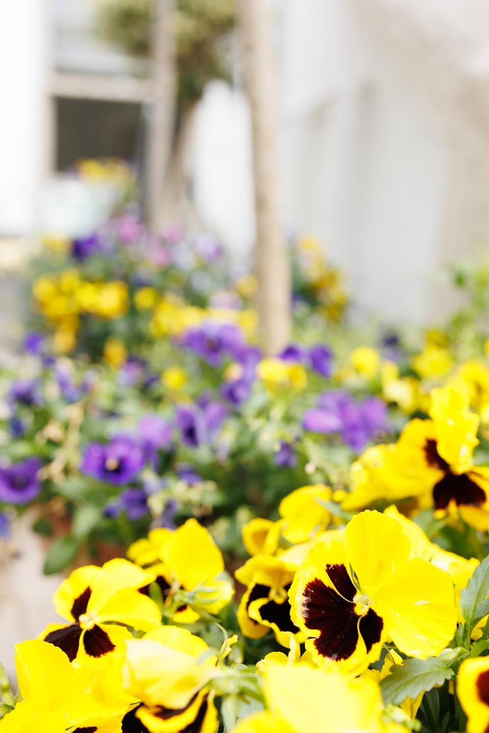 Summer, Garden, Garden view