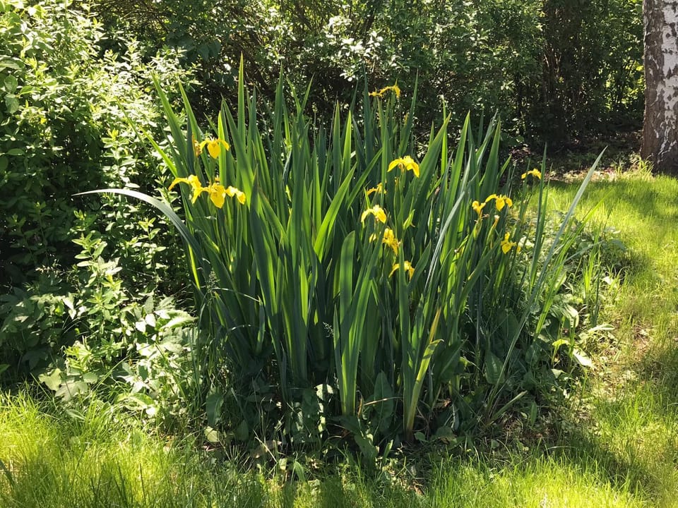 Natural landscape, Garden