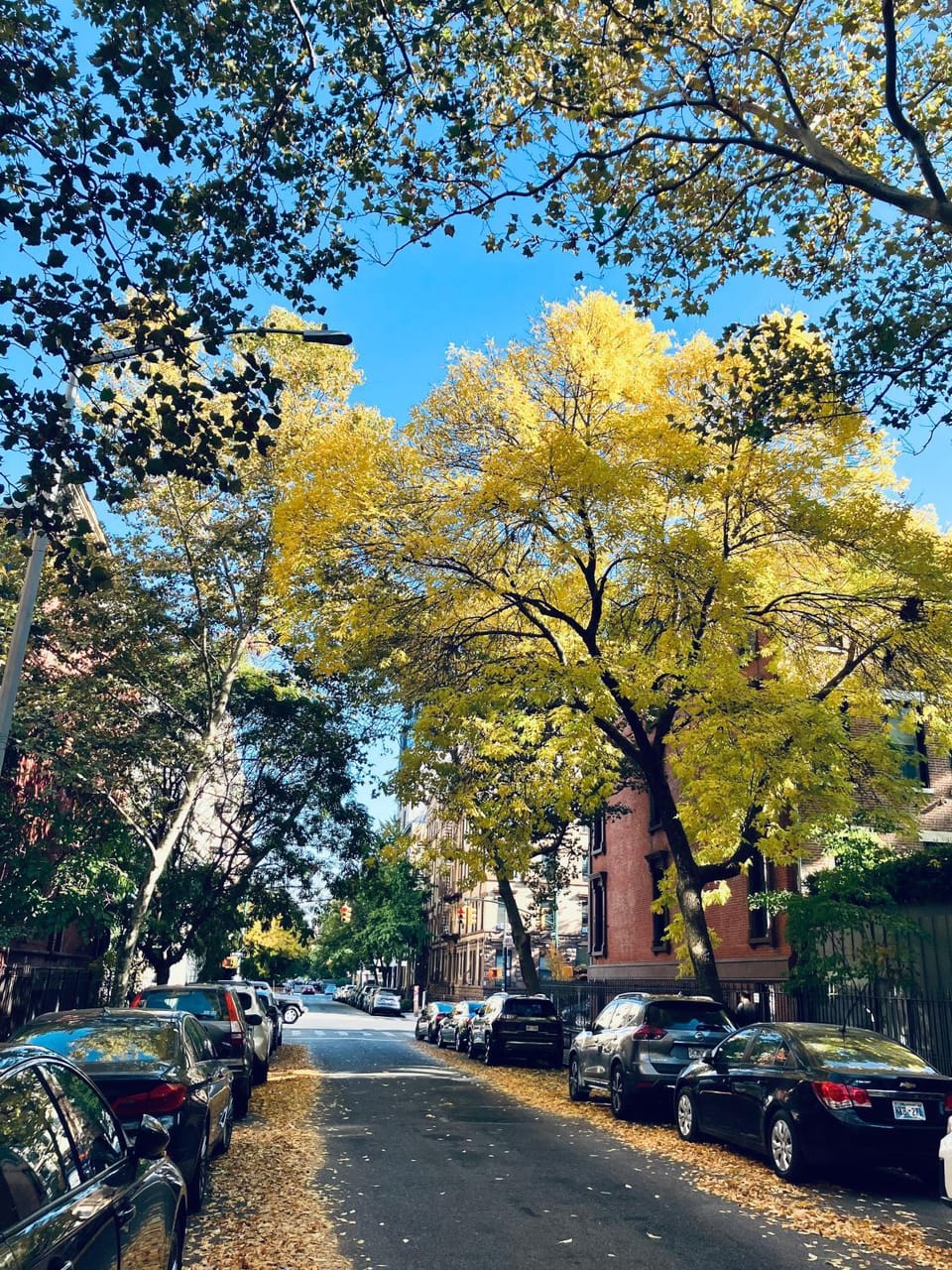 Neighbourhood, Natural landscape, Autumn, Street view, Parking