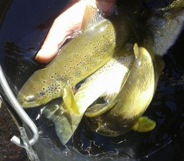 Fishing