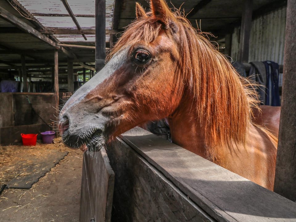 Hill Farm Cottage House in Freshwater
