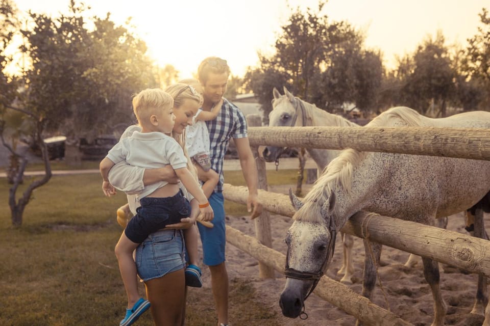 Pets, Sunset, group of guests