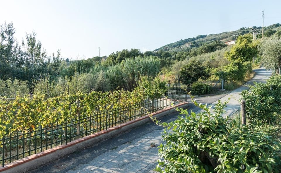 Natural landscape, Garden view, Mountain view