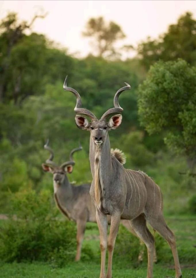 Animals