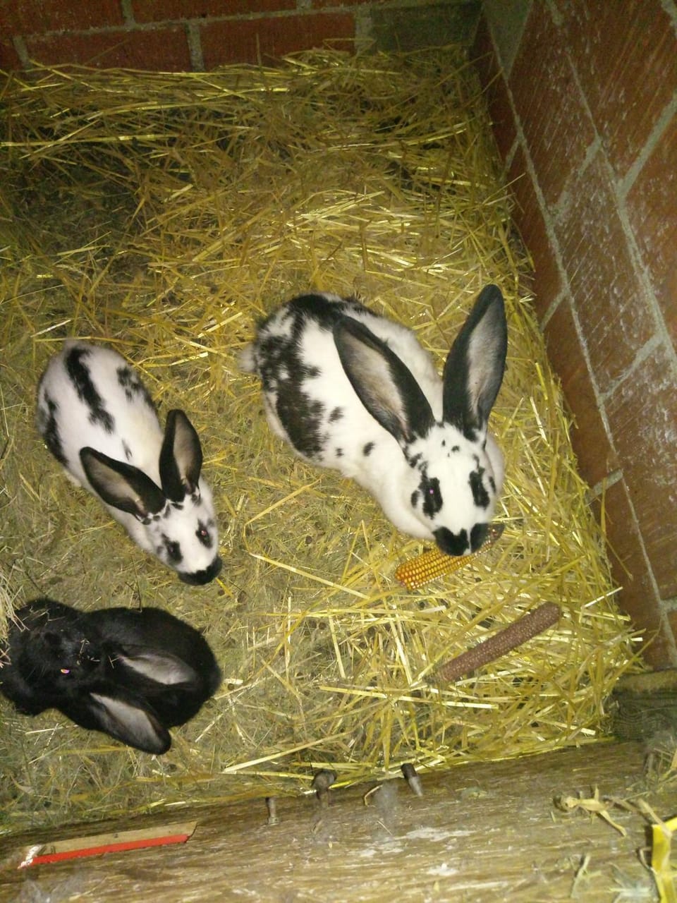 Animals