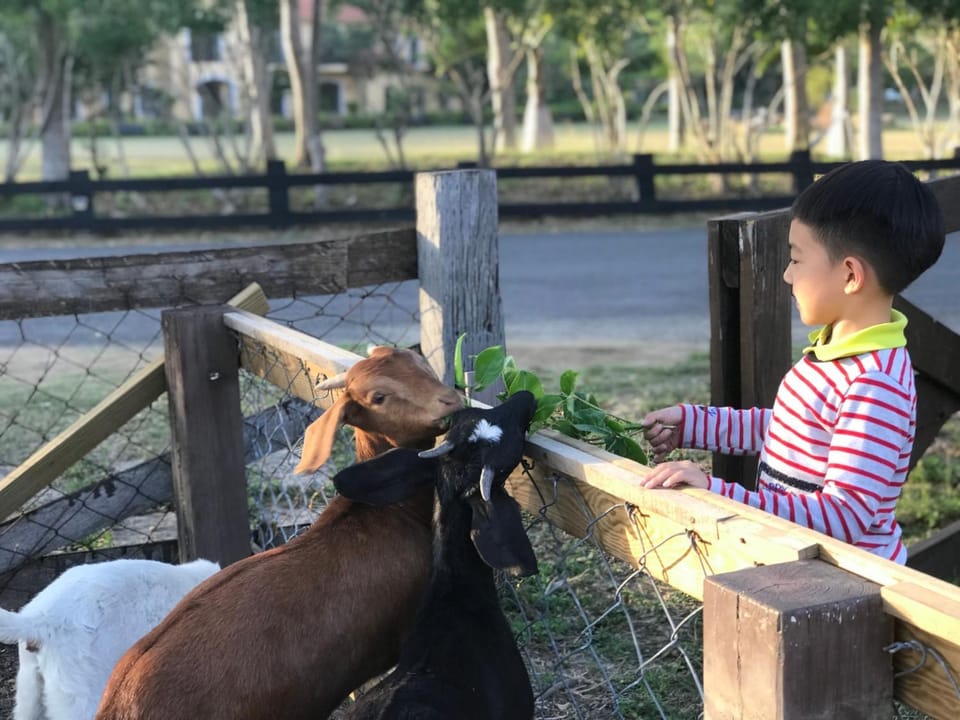 Animals, Pets, children