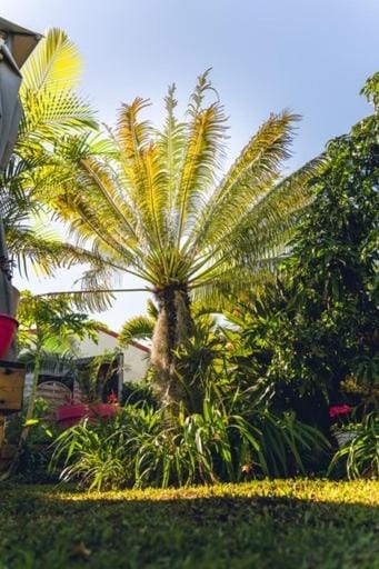 Natural landscape, Garden, Garden view