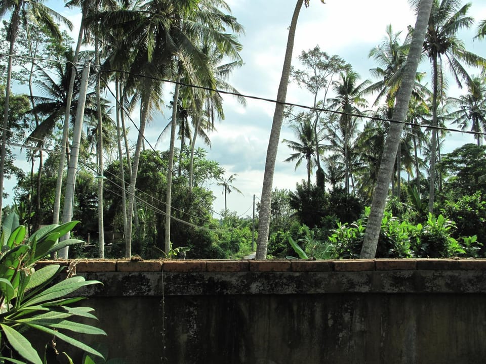 Spring, Day, Natural landscape, Garden, Garden view